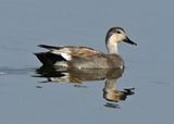 Gadwall w reflection.jpg