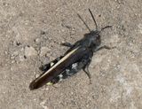 Grasshopper.jpg