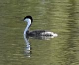 Western Grebe 2.jpg