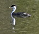 Western Grebe.jpg