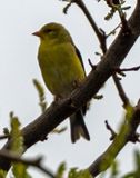Goldfinch Branch.jpg