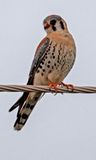 American Kestral 2.jpg