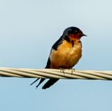 Barn Swallow on Wire.jpg