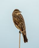 Female Red Wing Black Bird 3.jpg