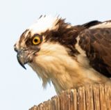 Osprey Face.jpg