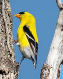 Goldfinch on Branch