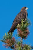 Swainsonss Hawk