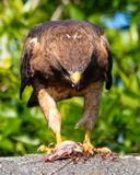 Swainsonss Hawk Eating a Snake