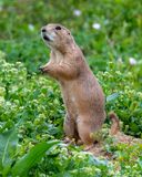 Prairie Dog.jpg