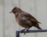 Fledgling Starling.jpg