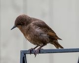 Fledgling Starling.jpg