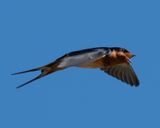 Barn Swallow