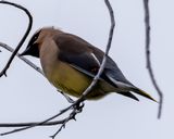 Cedar Waxwing