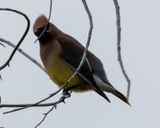 Cedar Waxwing