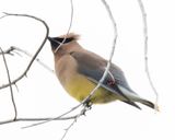 Cedar Waxwing