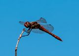 Variegated Meadowhawk Sympetrum corruptum