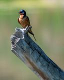 Barn Swallow