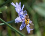 Hoverfly Broad-headed Marsh Fly
Helophilus latifrons
 on Chicory Cichorium intybus