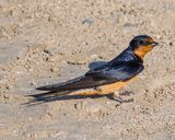 Barn Swallow
