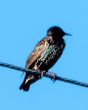 Starling