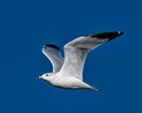 Gull
