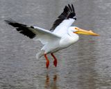 American White Pelican