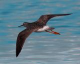 Lesser Yellowlegs flying