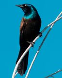 Common Grackle