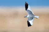 Sabines Gull (Xema sabini)