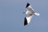 Sabines Gull (Xema sabini)