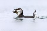 Razorbill (Alca torda)