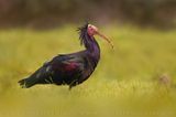 Northern Bald Ibis (Geronticus eremita)