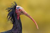 Northern Bald Ibis (Geronticus eremita)