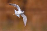 Greenshank (Tringa nebularia)