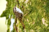 Eurasian Treecreeper (Certhia familiaris)