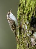 Eurasian Treecreeper (Certhia familiaris)