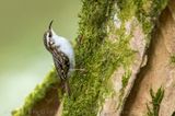 Eurasian Treecreeper (Certhia familiaris)