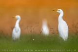 Cattle Egret (Bubulcus ibis)