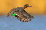 Eurasian Teal (Anas crecca)