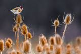 European Goldfinch (Carduelis carduelis)