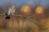 Common Woodpigeon (Columba palumbus)