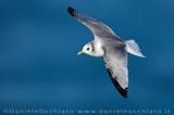 Black-legged Kittiwake (Rissa tridactyla)