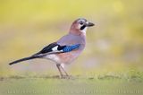 Eurasian Jay (Garrulus glandarius)