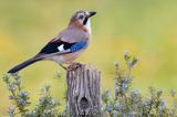 Eurasian Jay (Garrulus glandarius)