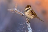 Reed Bunting (Emberiza schoeniclus)