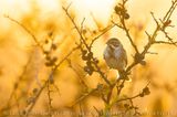 Reed Bunting (Emberiza schoeniclus)