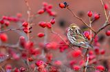 Reed Bunting (Emberiza schoeniclus)