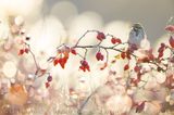 Reed Bunting (Emberiza schoeniclus)