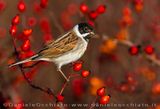 Reed Bunting (Emberiza schoeniclus)