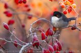 Sardinian Warbler (Sylvia melanocephala)